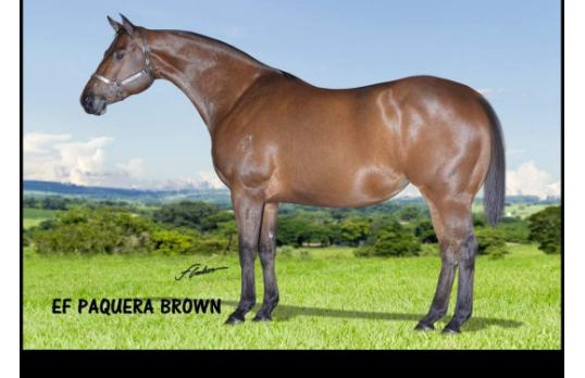 EF PAQUERA BROWN